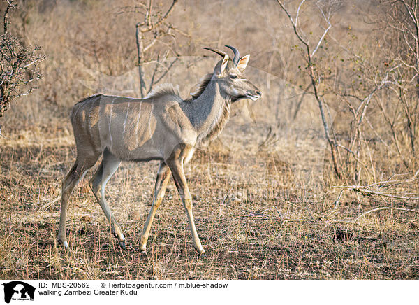 walking Zambezi Greater Kudu / MBS-20562