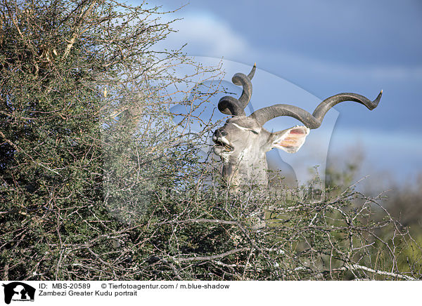 Zambezi Greater Kudu portrait / MBS-20589