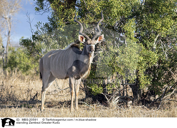 stehender Groer Kudu / standing Zambezi Greater Kudu / MBS-20591