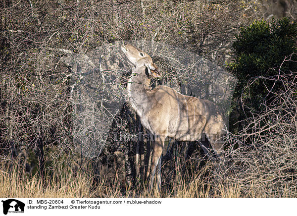 stehender Groer Kudu / standing Zambezi Greater Kudu / MBS-20604