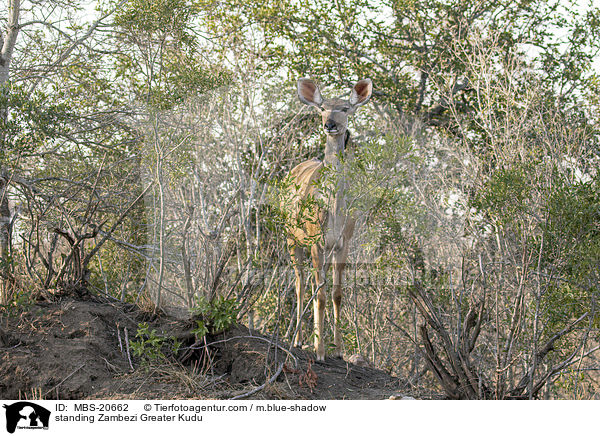 stehender Groer Kudu / standing Zambezi Greater Kudu / MBS-20662