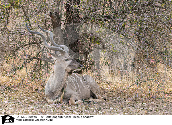 liegender Groer Kudu / lying Zambezi Greater Kudu / MBS-20665