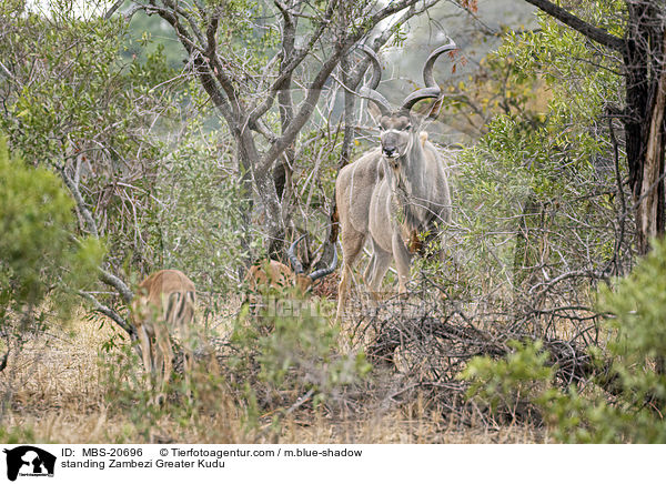 stehender Groer Kudu / standing Zambezi Greater Kudu / MBS-20696