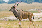 greater kudu