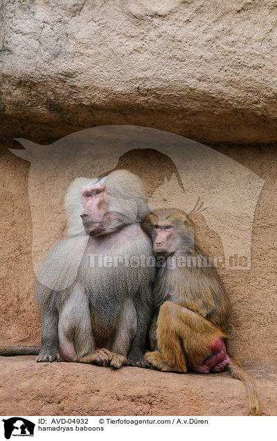 hamadryas baboons / AVD-04932