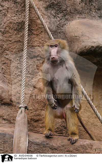 hamadryas baboon / AVD-04936