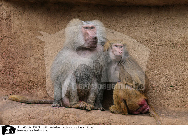 hamadryas baboons / AVD-04963