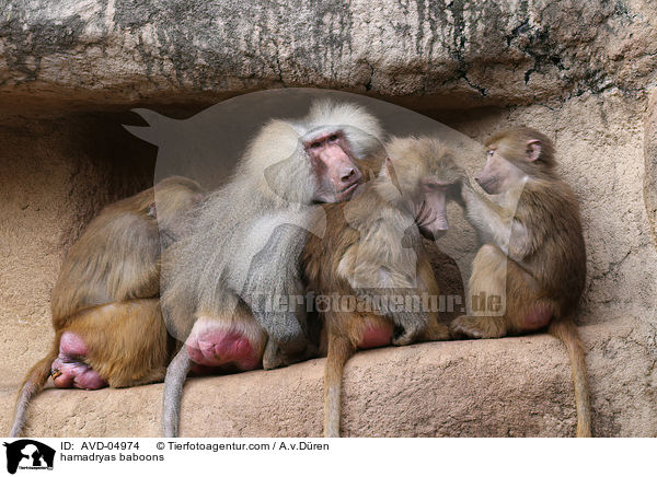 hamadryas baboons / AVD-04974