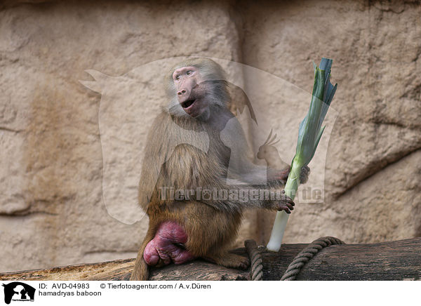 hamadryas baboon / AVD-04983