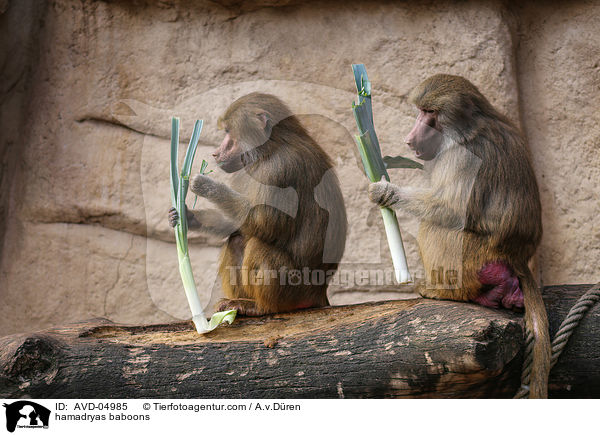 hamadryas baboons / AVD-04985