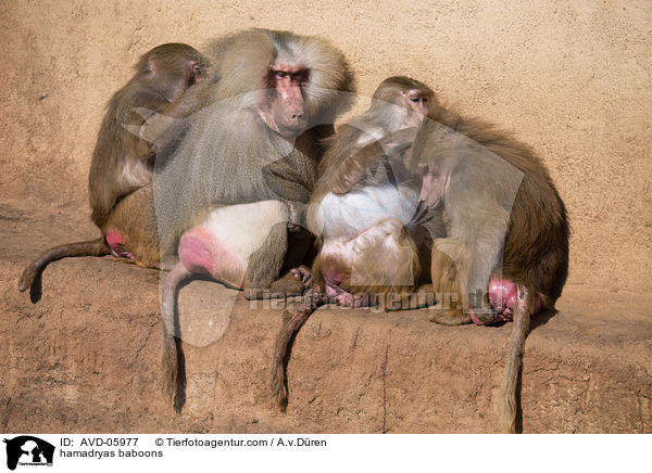 hamadryas baboons / AVD-05977