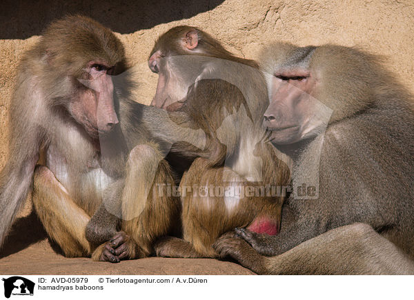 hamadryas baboons / AVD-05979
