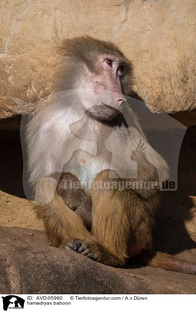 hamadryas baboon / AVD-05980