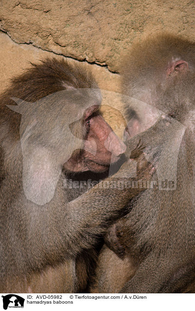 hamadryas baboons / AVD-05982
