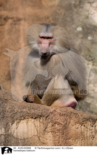 hamadryas baboon / AVD-05996