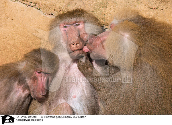 hamadryas baboons / AVD-05998
