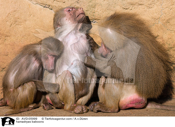 hamadryas baboons / AVD-05999