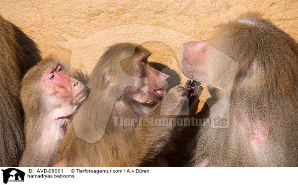 hamadryas baboons / AVD-06001