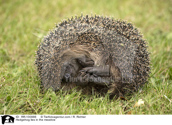 Hedgehog lies in the meadow / RR-100886