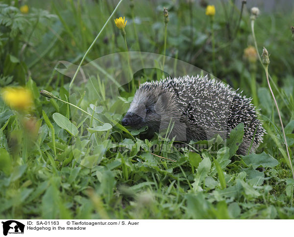 Hedgehog in the meadow / SA-01163