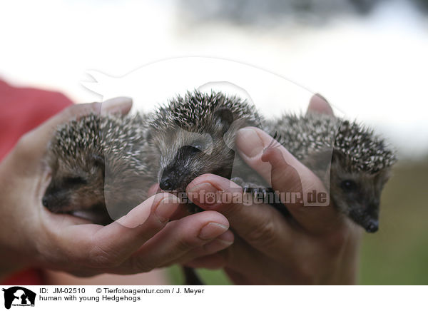 human with young Hedgehogs / JM-02510
