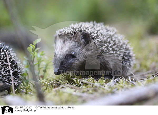 young Hedgehog / JM-02512