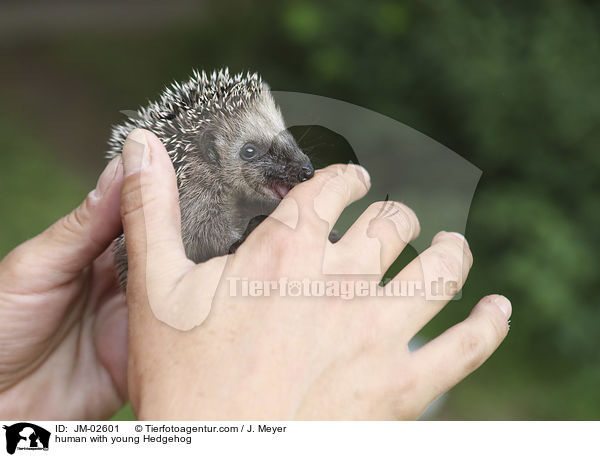 human with young Hedgehog / JM-02601