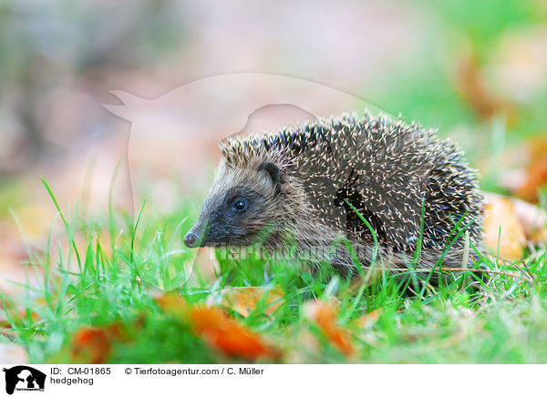 hedgehog / CM-01865