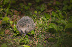 Hedgehog in the meadow
