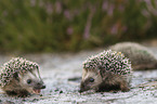 young Hedgehogs