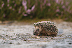 young Hedgehog