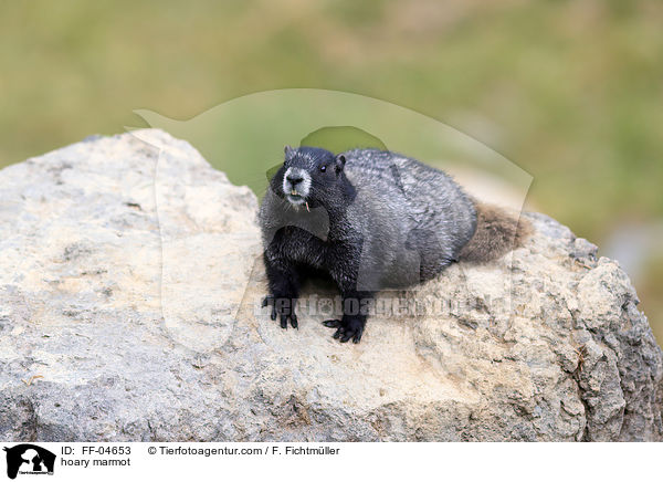 hoary marmot / FF-04653