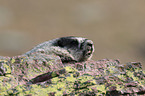 hoary marmot