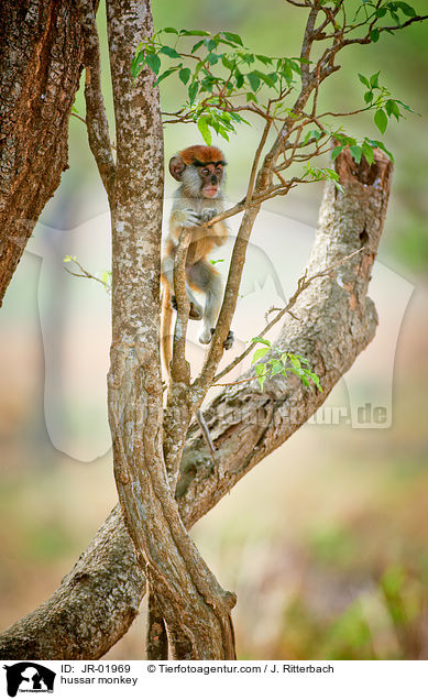 hussar monkey / JR-01969