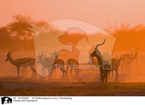 impala and springbok / HJ-03292