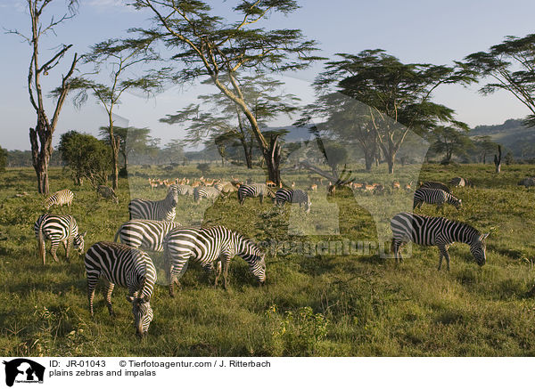 plains zebras and impalas / JR-01043
