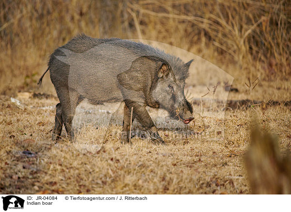 Indisches Wildschwein / Indian boar / JR-04084