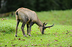 Pyrenean chamois