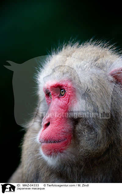 Japanese macaque / MAZ-04333