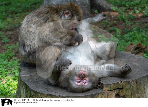Japanmakaken / Japanese macaques / JG-01185