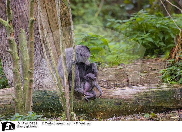 Silbergibbons / silvery gibbons / PW-13793