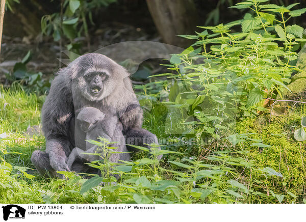 Silbergibbons / silvery gibbons / PW-13804