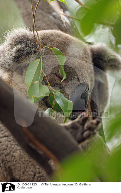 Koala bear / DG-01123