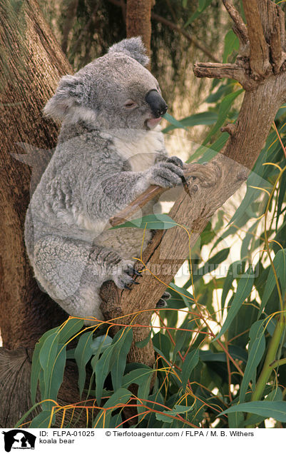 Koala / koala bear / FLPA-01025