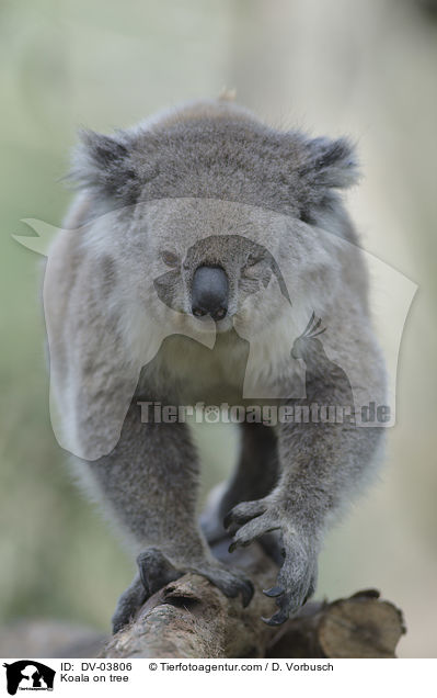Koala on tree / DV-03806