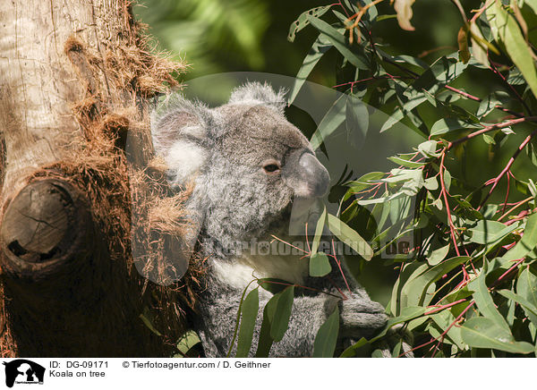Koala im Baum / Koala on tree / DG-09171