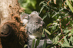 Koala on tree