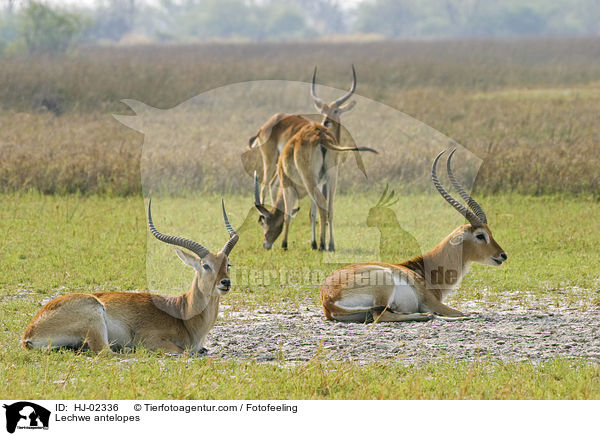 Letschwe / Lechwe antelopes / HJ-02336