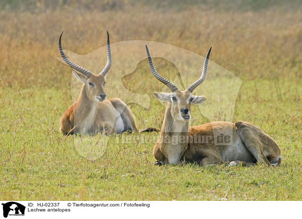 Letschwe / Lechwe antelopes / HJ-02337
