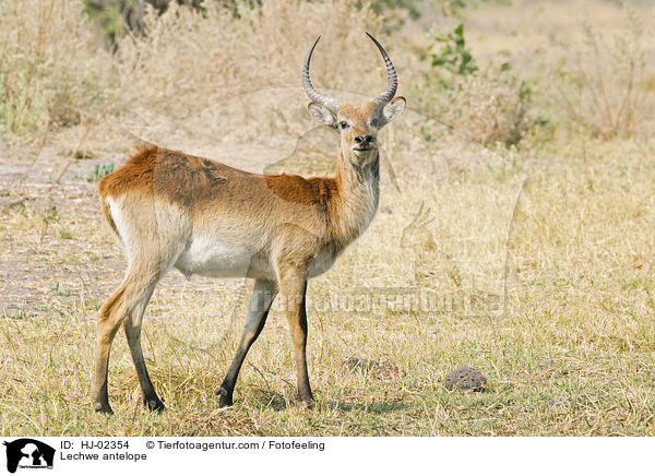 Lechwe antelope / HJ-02354